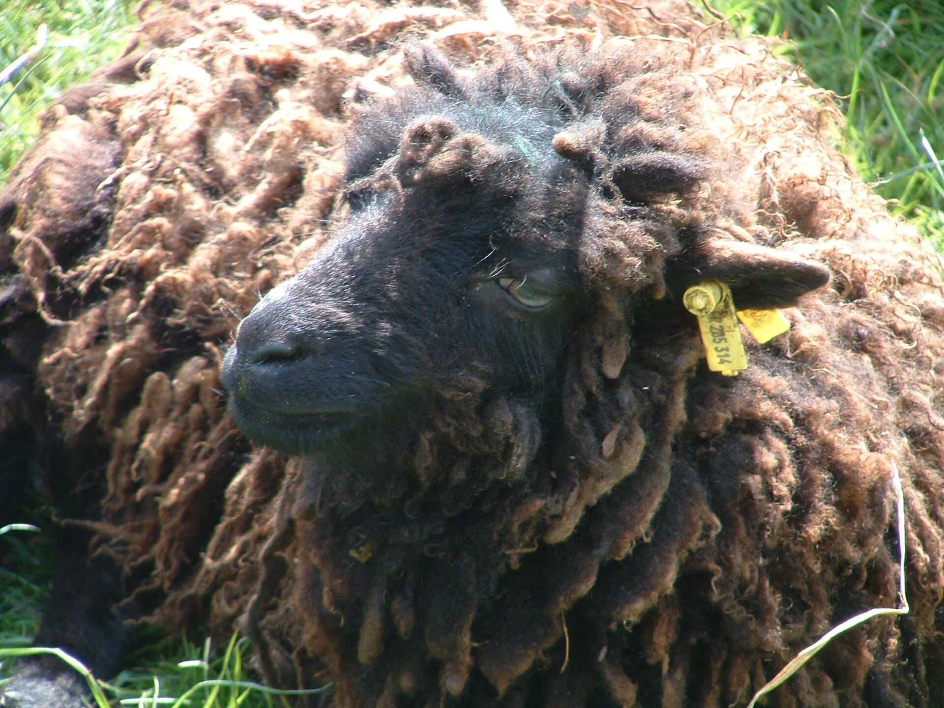 Mouton noir d'Ouessant dans l'herbe